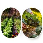 Garden Design Basics: Easy Vegetable Planning Kindle eBook-0