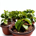 The Urban Veggie Gardener: A Comprehensive Guide to Urban Gardening-0