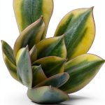 Callisto Kindle Botany of Cacti & Succulents 374‑Page Illustrated-0