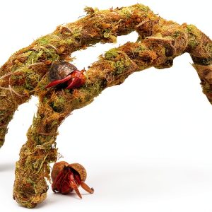 15 Inch Hermit Crab Climbing Toys NANEEZOO Accessory with Real Moss-0