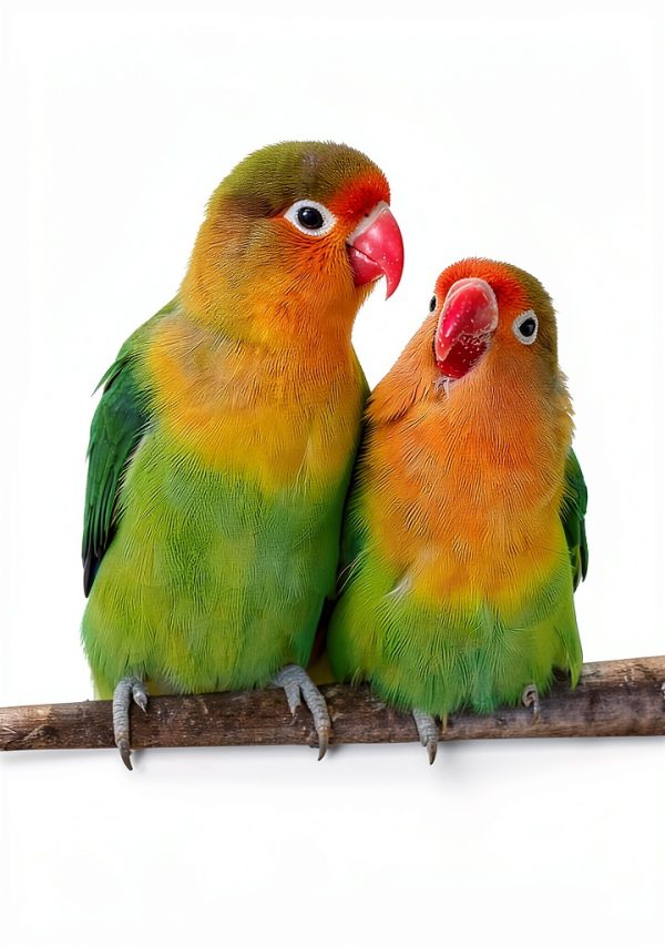 Bird Ladder Kisangel Wood Perch Toy for Parrots Light Brown 40x6x3cm-2