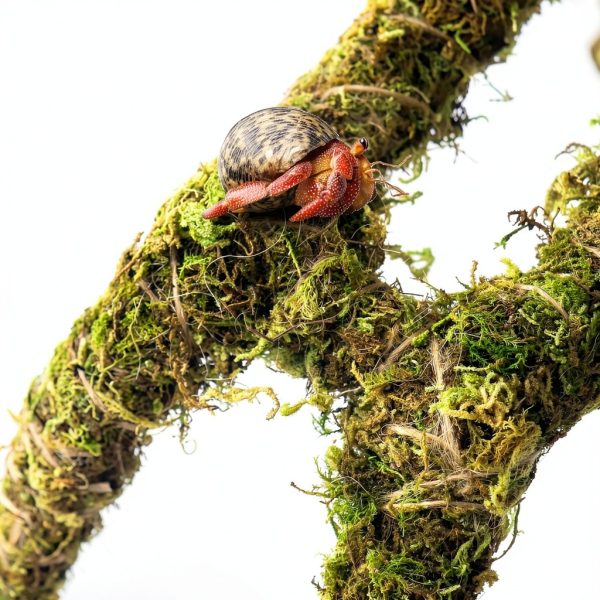 15 Inch Hermit Crab Climbing Toys NANEEZOO Accessory with Real Moss-1