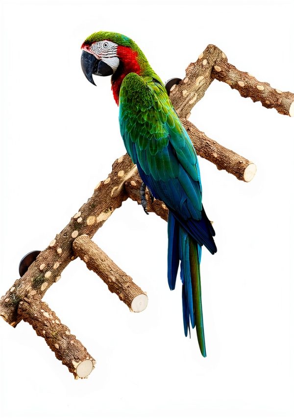 Bird Ladder Perch for Cage - Natural Wooden Bridge, Exercise Stands for Parrot Climbing - Pet Training Ladders - Hanging Playground -Toys for Parakeet, Cockatiel, Conures, Lovebirds, Budgie-0