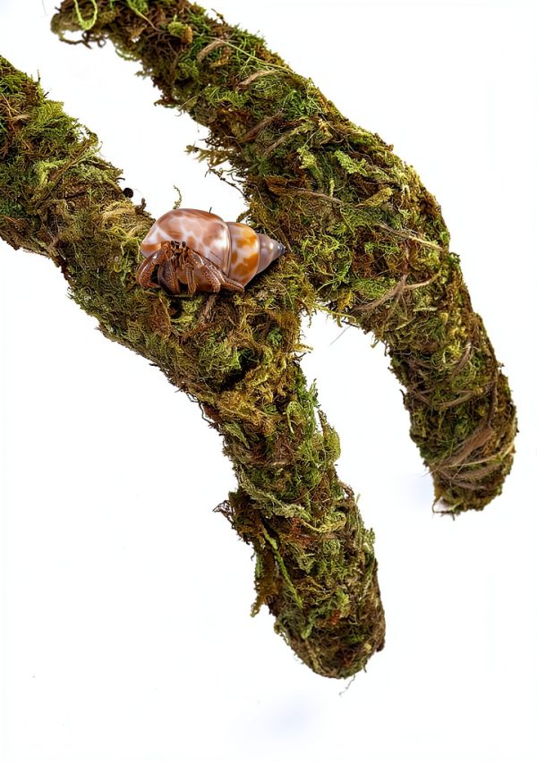15 Inch Hermit Crab Climbing Toys NANEEZOO Accessory with Real Moss-5
