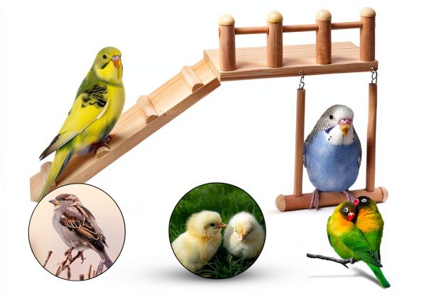Bird Perches Platform Swing FrgKbTm Wooden Ladder for Small Birds-3